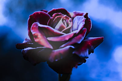 Close-up of rose against blurred background