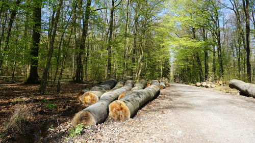 View of sheep in forest