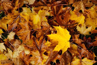 Close-up of yellow maple leaves