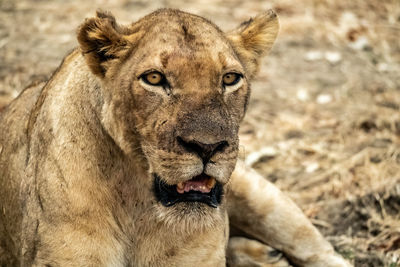 Zambia Lioness