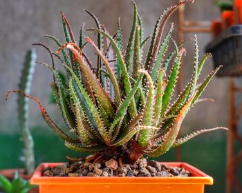 Aloe in a pot