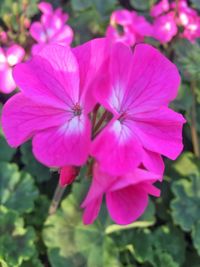 Close-up of pink flowers