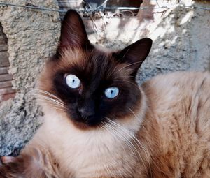 Close-up portrait of a cat