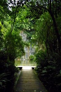 Footpath amidst trees in forest