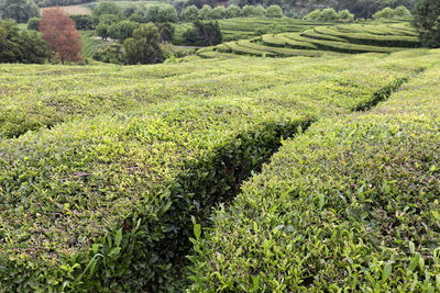 Scenic view of agricultural field