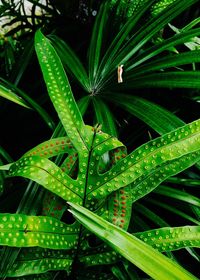 Close-up of water drops on leaf