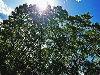 Sun shining through trees