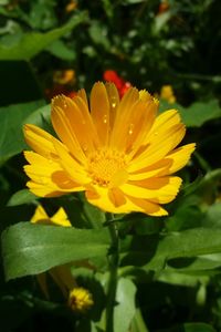 Close-up of yellow flower blooming outdoors