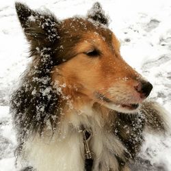 Close-up of snow