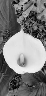 High angle view of white flowering plant