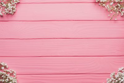 Close-up of pink rose