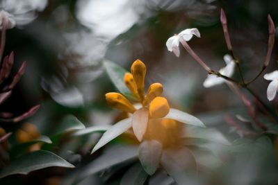 Close-up of yellow flowering plant