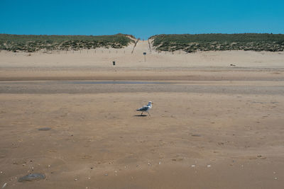 View of seagulls on sand