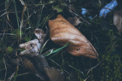 Close-up of dry leaves on field