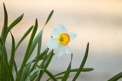 Close-up of white daffodil flower