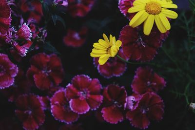 Close-up of yellow flowering plants