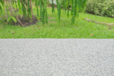 Surface level of road amidst plants in city