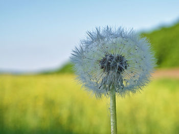 Close-up of flower growing in field against sky
