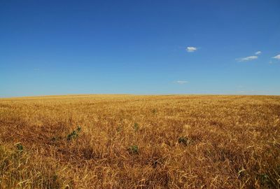 Scenic view of field against blue sky