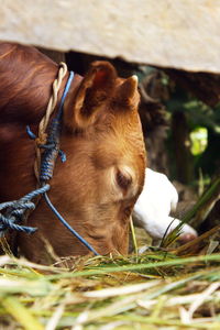 Close-up of a sheep on field