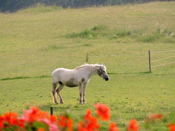 Horse standing on grassy field