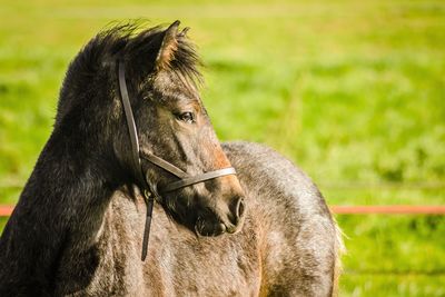 Close-up of horse on grass