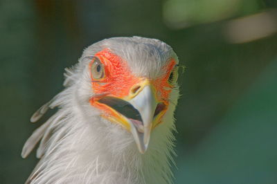 Close-up of secretary bird