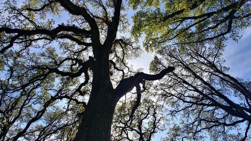 Low angle view of silhouette tree against sky