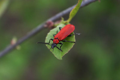 Close-up of insect on plant