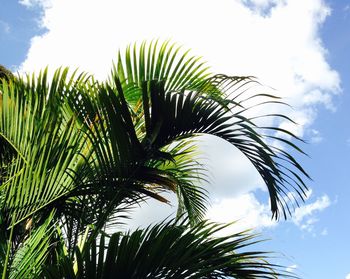 Low angle view of palm tree against clear sky