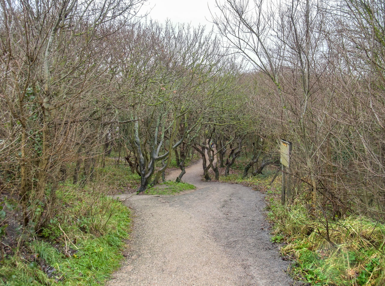 ROAD AMIDST TREES IN FOREST