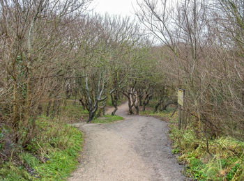 Footpath amidst trees in forest