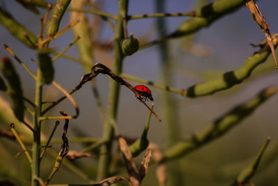 Close-up of ladybug on plant