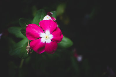 Close-up of pink flowering plant