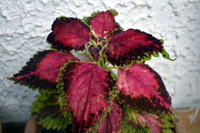 Close-up of red flowering plant