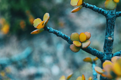 Close-up of fruit growing on plant