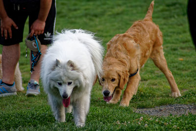 Dogs standing on field
