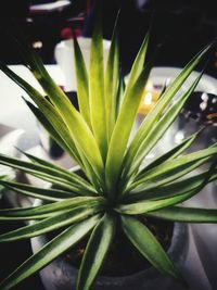 Close-up of cactus plant