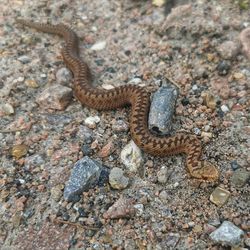 High angle view of lizard on rock