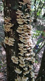 Close-up of mushrooms growing on tree trunk