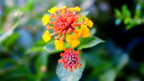 Close-up of yellow flowering plant in park