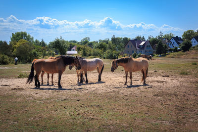 Horses on a field