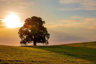 Tree on field against sky during sunset