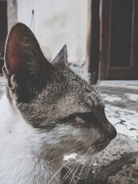 Close-up of a cat looking away