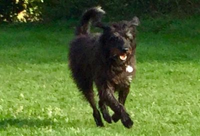 Black dog standing on grassy field