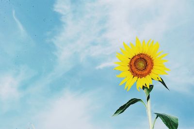 Low angle view of sunflower against clear sky