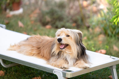 Portrait of dog relaxing on seat in park