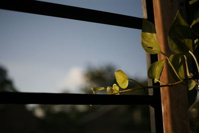 Close-up of plant growing by railing against sky