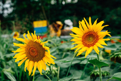 Close-up of yellow flowering plant