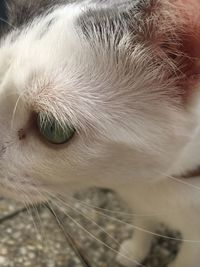 one animal
